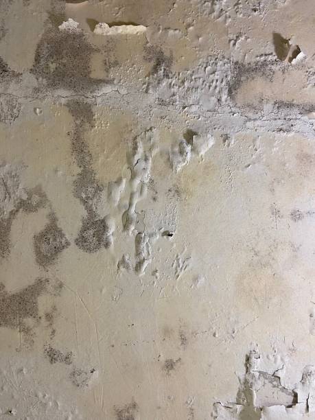 Best Black Mold Removal  in Spackenkill, NY