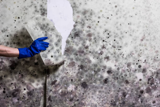 Best Professional Mold Removal  in Spackenkill, NY